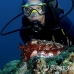 cuttlefish_reef_is_kb_h_0148_png0962.jpg